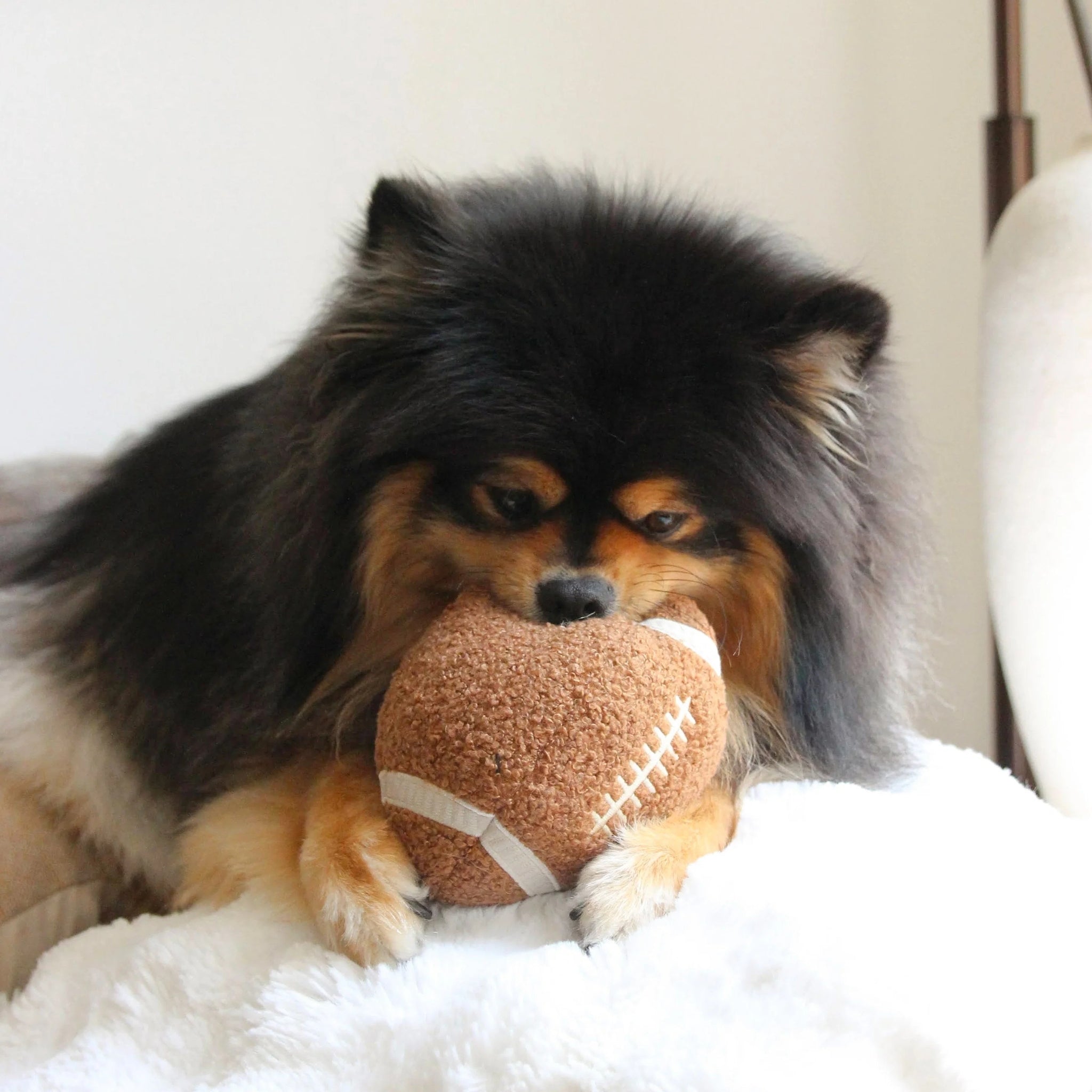 Dog chewing the Lambwolf Collective Football squeaky plush dog toy