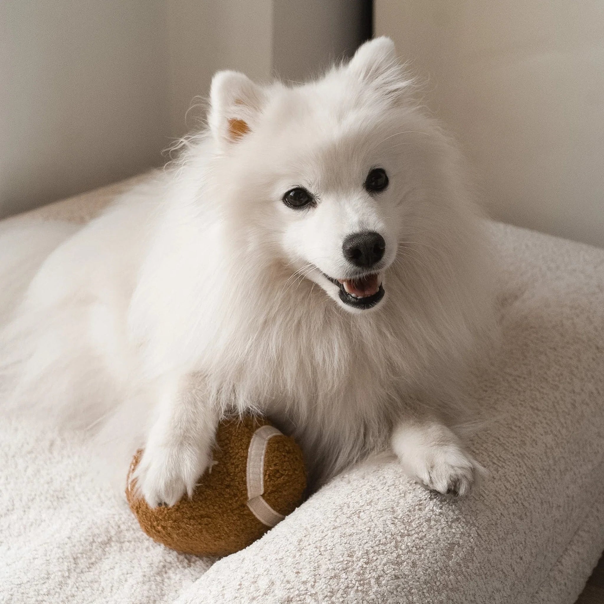 White dog playing with the Lambwolf Collective Football plush dog toy