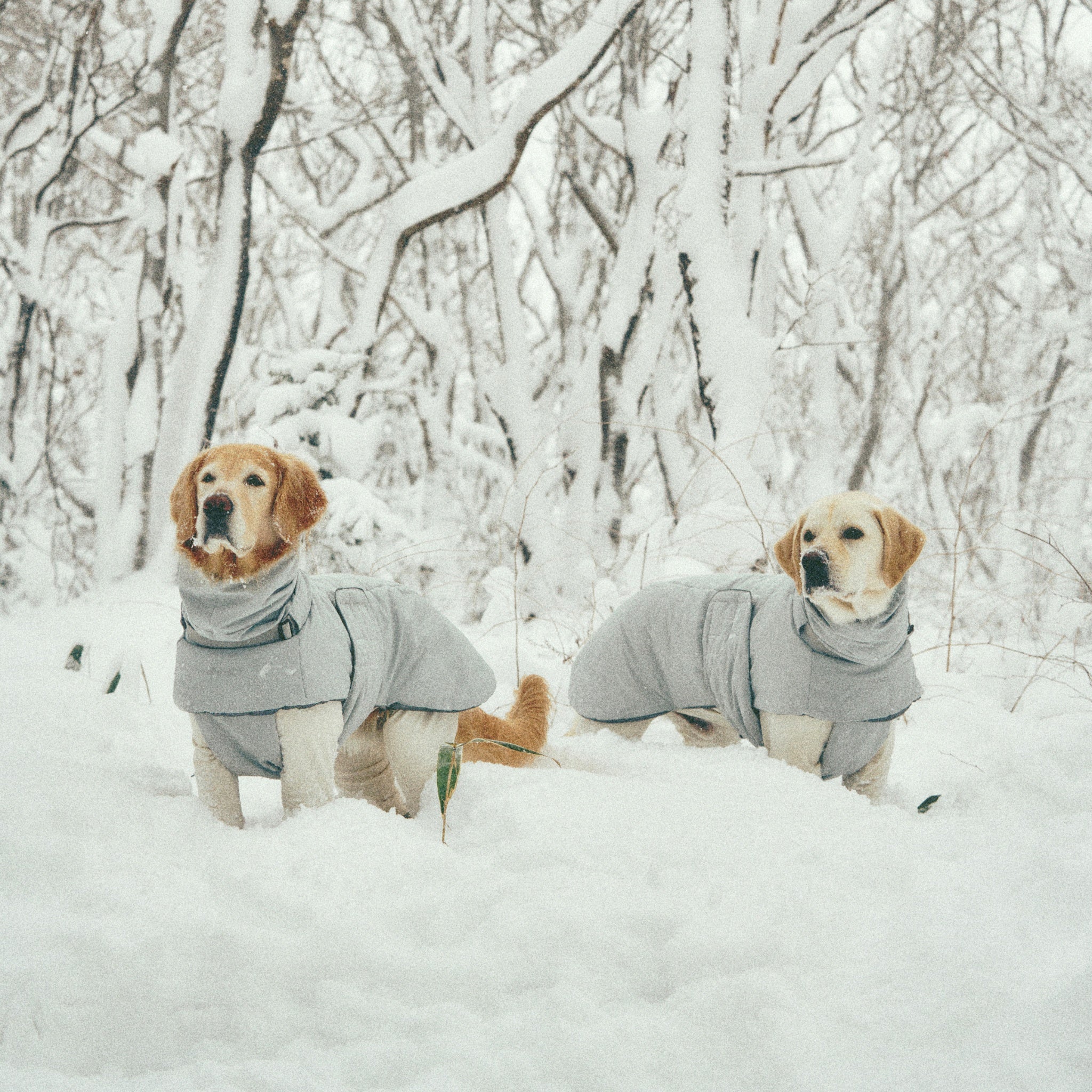 Dog Coat – Ain™ Puffer Lime Stone - Merlot - La Maison Mou