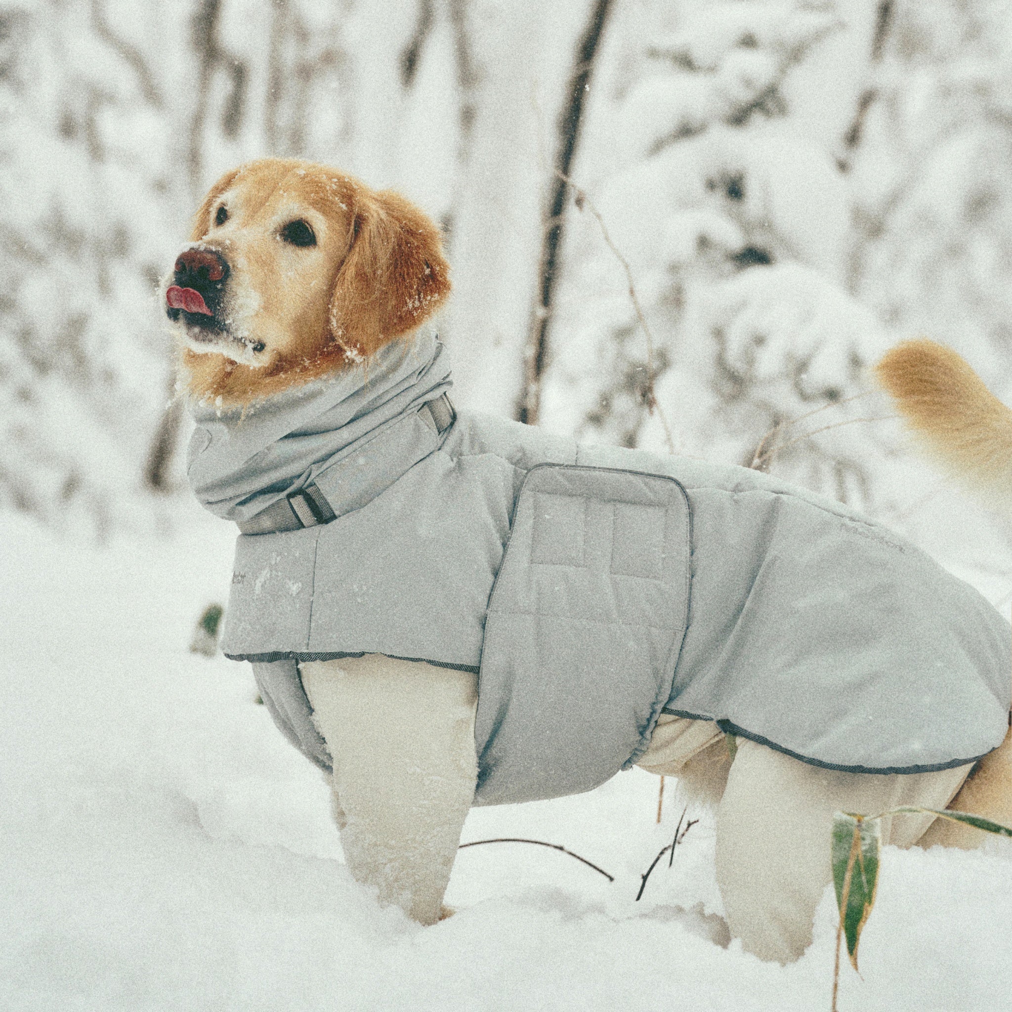 Dog Coat – Ain™ Puffer Lime Stone - Merlot - La Maison Mou