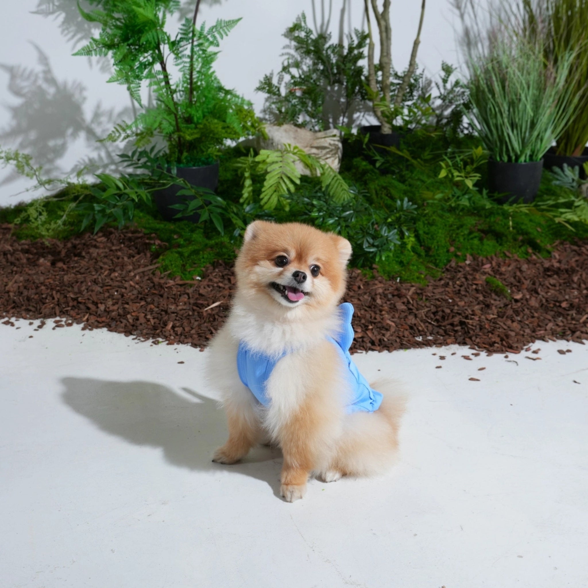 Dog Cooling Tank Top – Big Bear Blue - Puppy Gallery - La Maison Mou