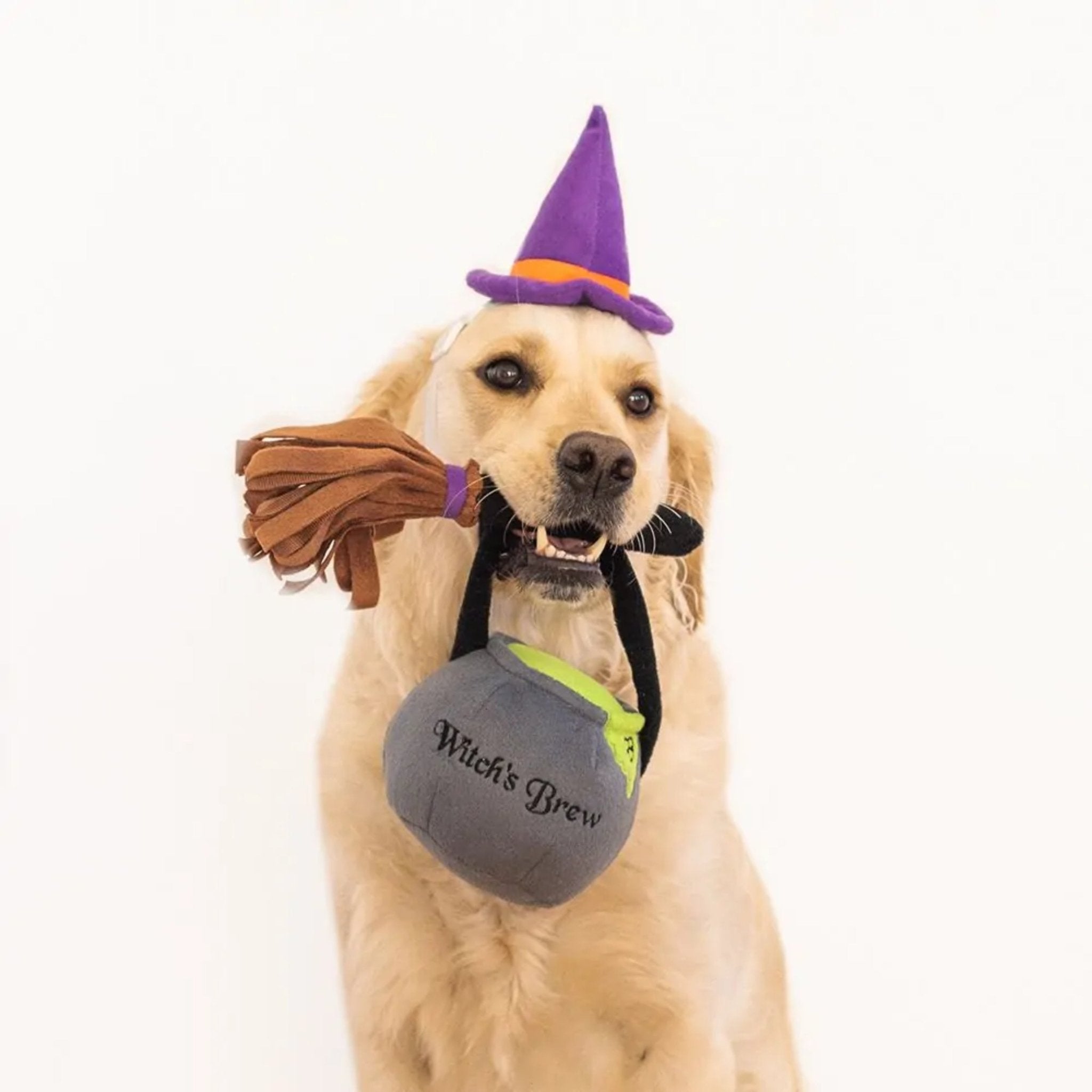 Dog Costume - Halloween Kit Witch - ZippyPaws - La Maison Mou