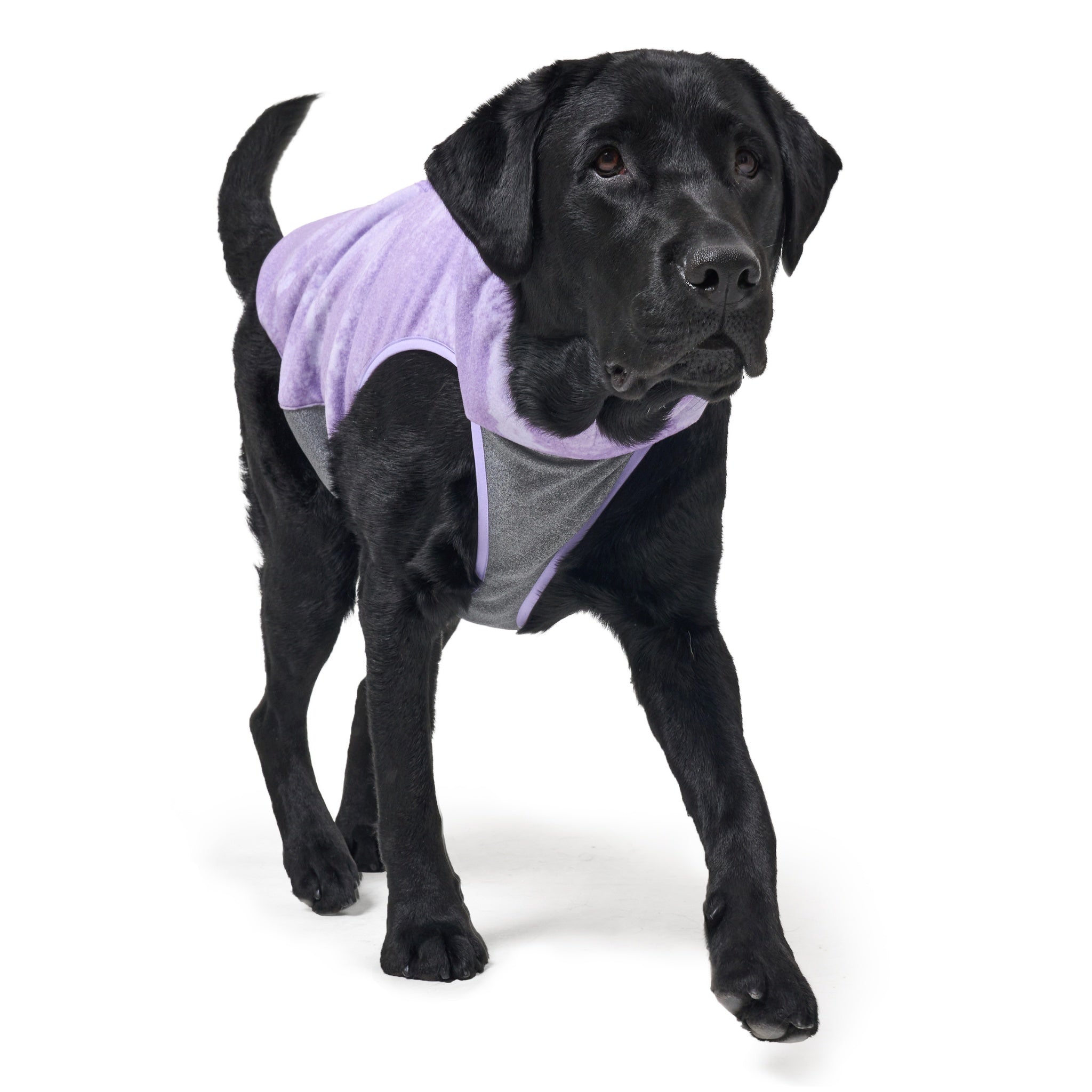 Dog Jacket – Shelter™ Jacket Purple - Merlot - La Maison Mou