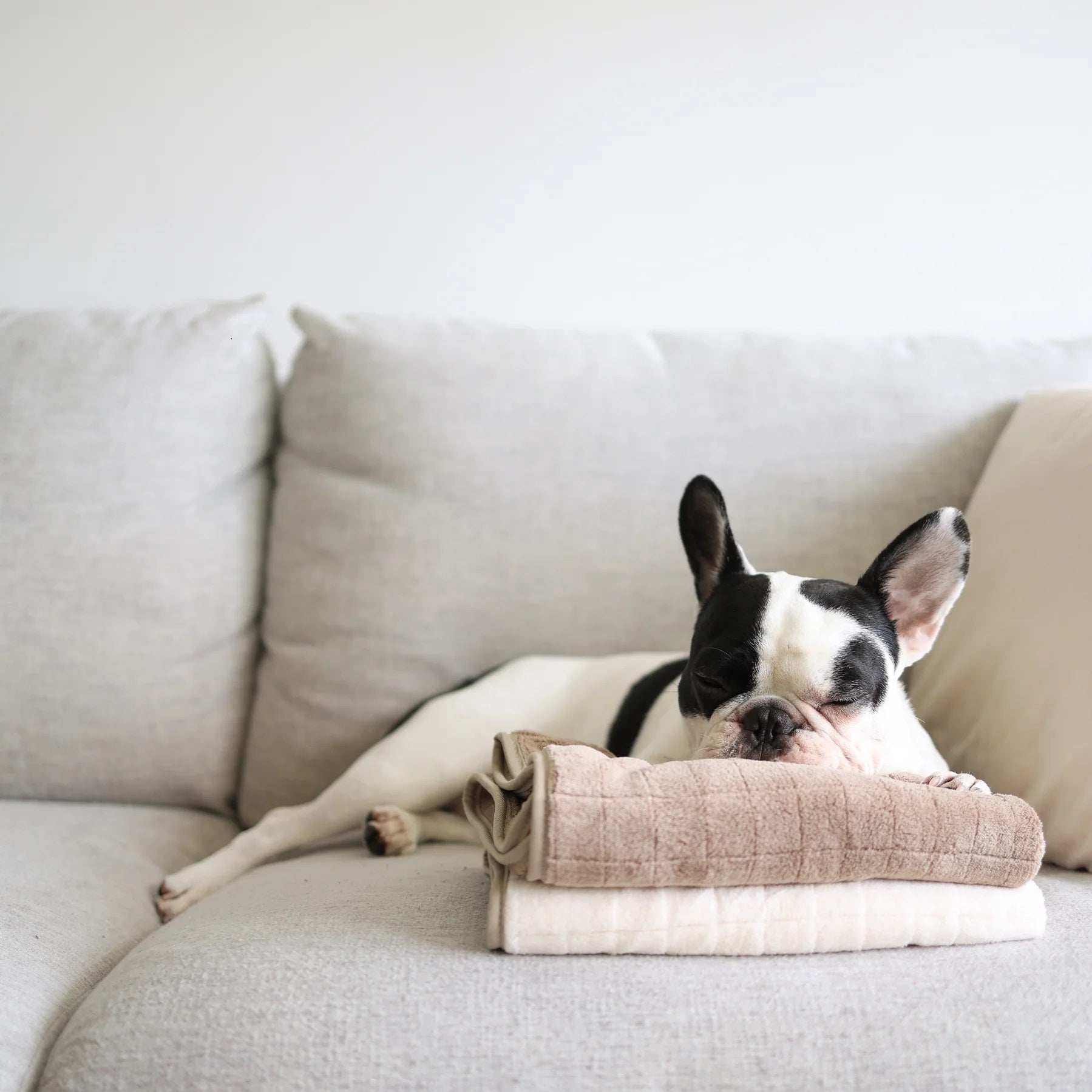 Dog Towel - Baby Fleece Beige - Lambwolf Collective - La Maison Mou
