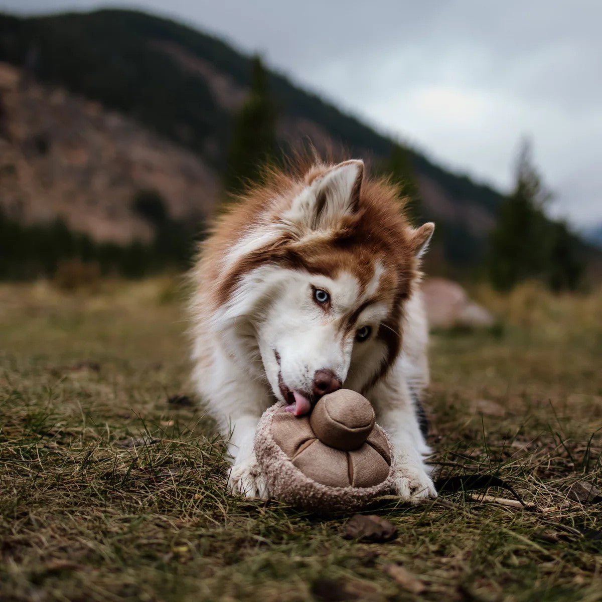 Enrichment Dog Toy - Guu Mushroom - Lambwolf Collective - La Maison Mou