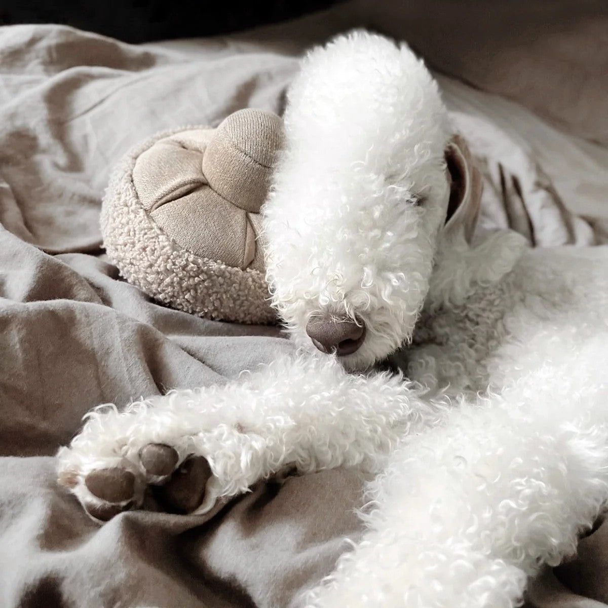 Enrichment Dog Toy - Guu Mushroom - Lambwolf Collective - La Maison Mou