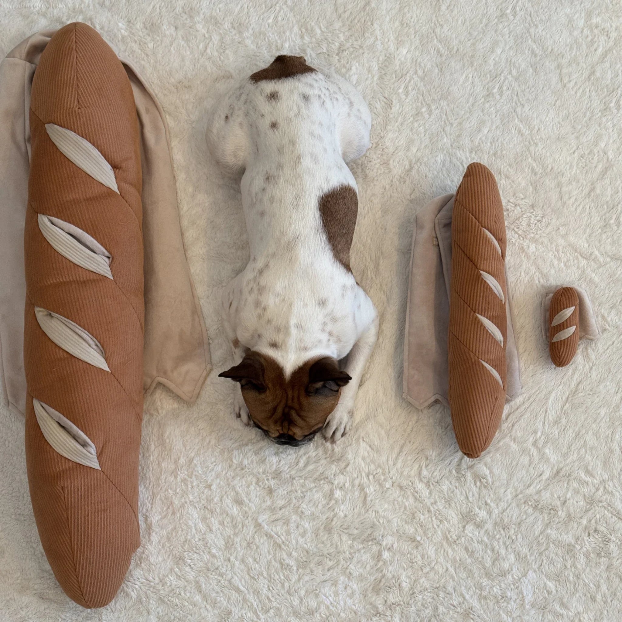 A top-down overhead flatlay of a brown and white French Bulldog lying flat on a white rug, surrounded by three different sizes of the plush baguette collection.