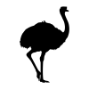Silhouette of an ostrich