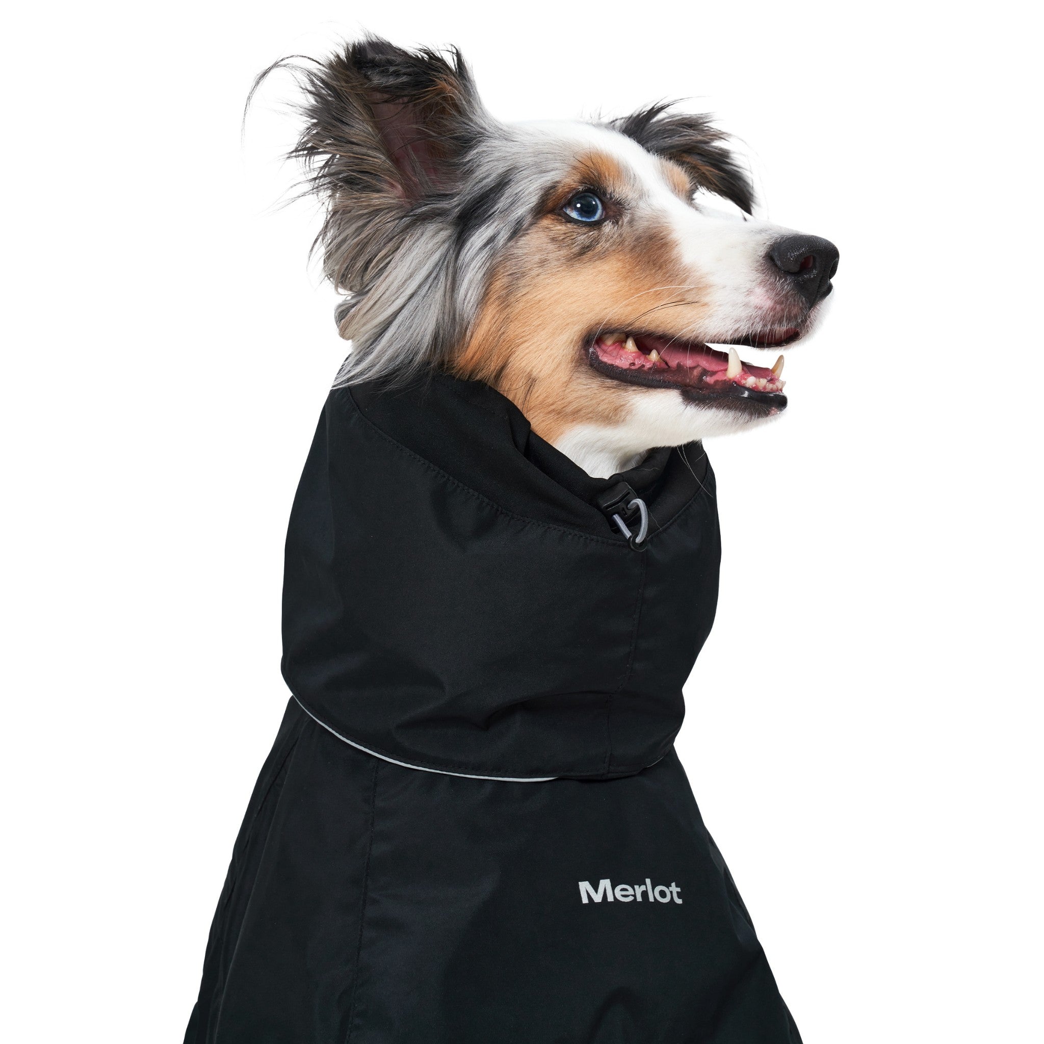 Side profile close-up of a dog with the protective black hood of the Merlot Ain™ raincoat folded down neatly into a comfortable, stylish cowl neck collar.