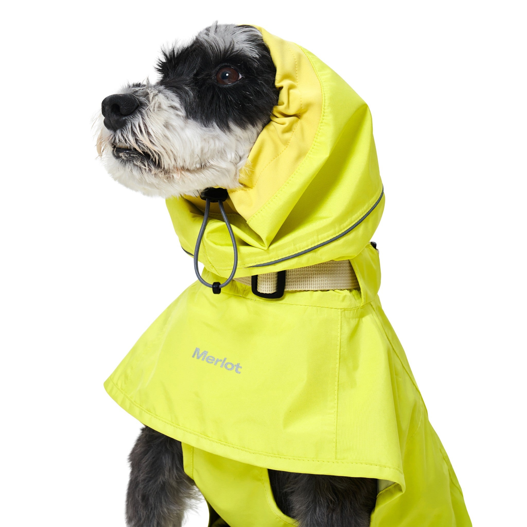 A three-quarter portrait of a black and white dog with the high neon lemon yellow hood of the Merlot Ain™ raincoat pulled up over its head, featuring a grey elastic adjustable toggle under the chin and a reflective silver Merlot logo on the chest cape.
