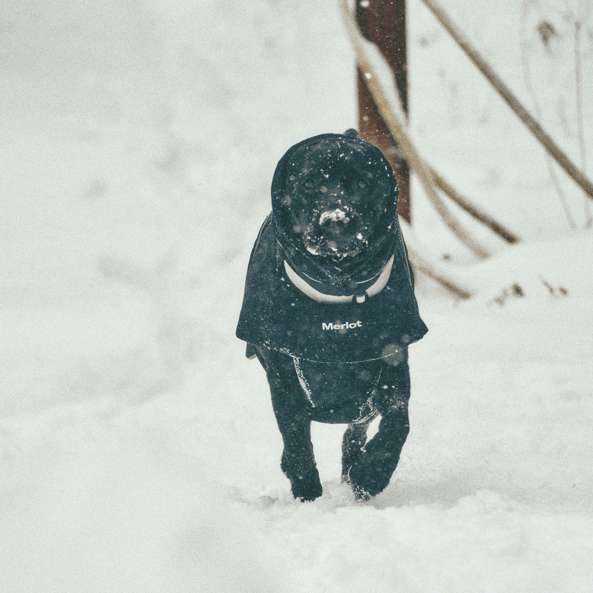 A close-up front view of a black dog running through the snow, highlighting the crisp white Merlot logo on the chest of the black winter puffer jacket.