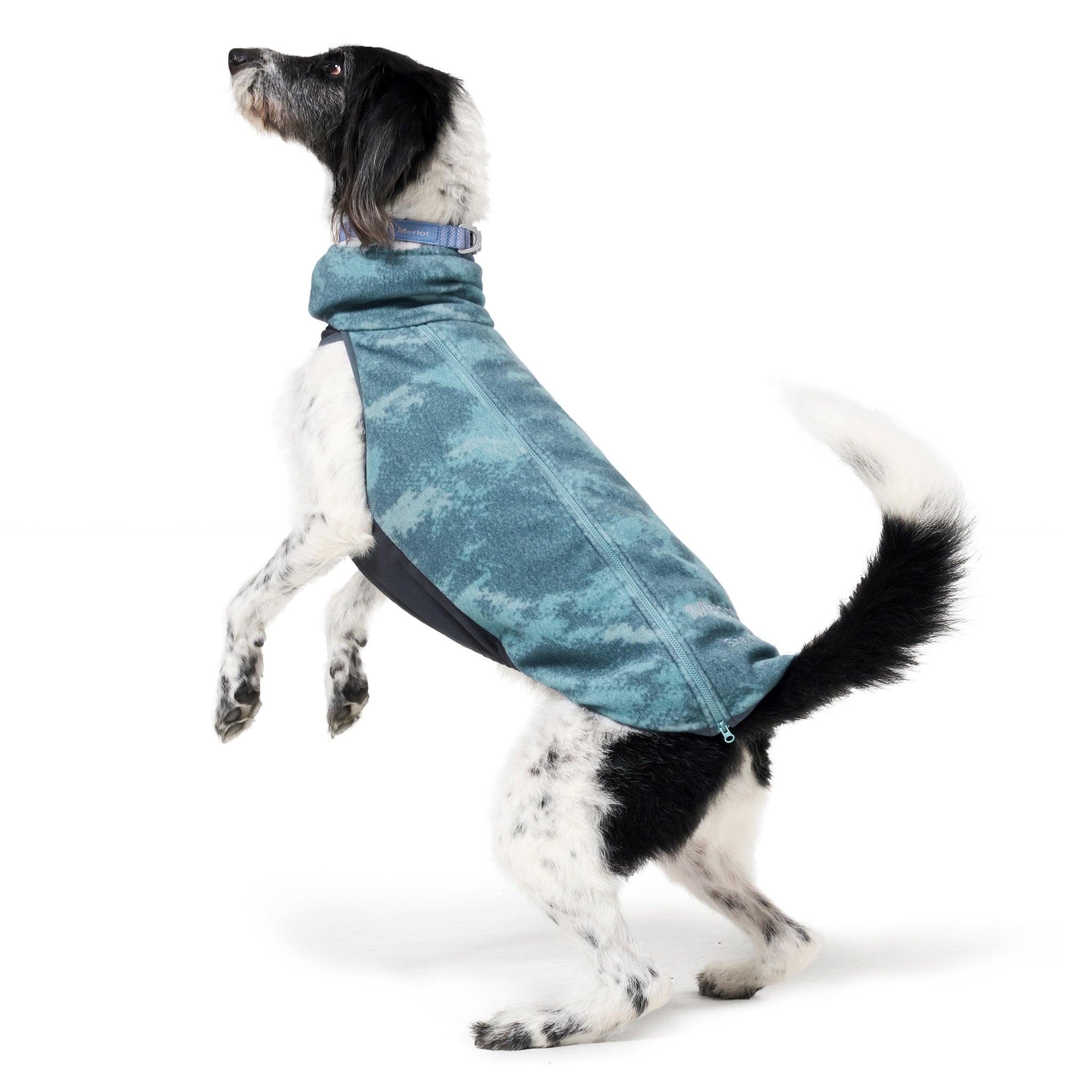 A black and white dog standing on its hind legs looking upward, proving the high-mobility range and comfortable athletic stretch fit of the green fleece Merlot pet outerwear.