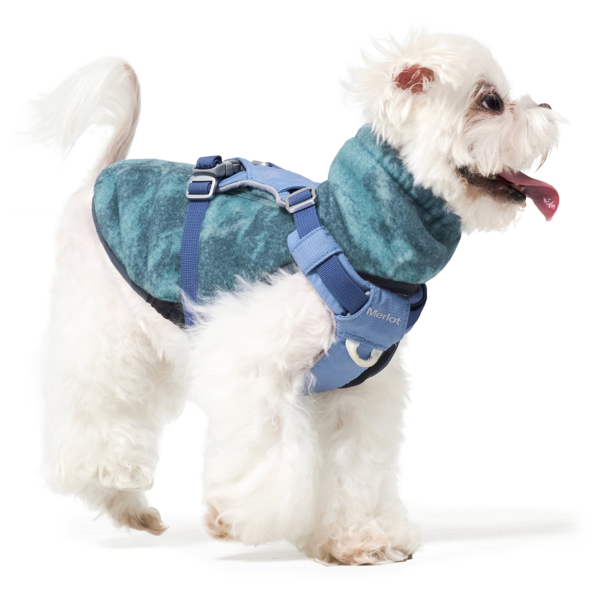 Side profile of a small fluffy white dog walking with its tongue out, wearing a blue Merlot walk harness layered over the forest green tie-dye fleece dog sweater jacket.
