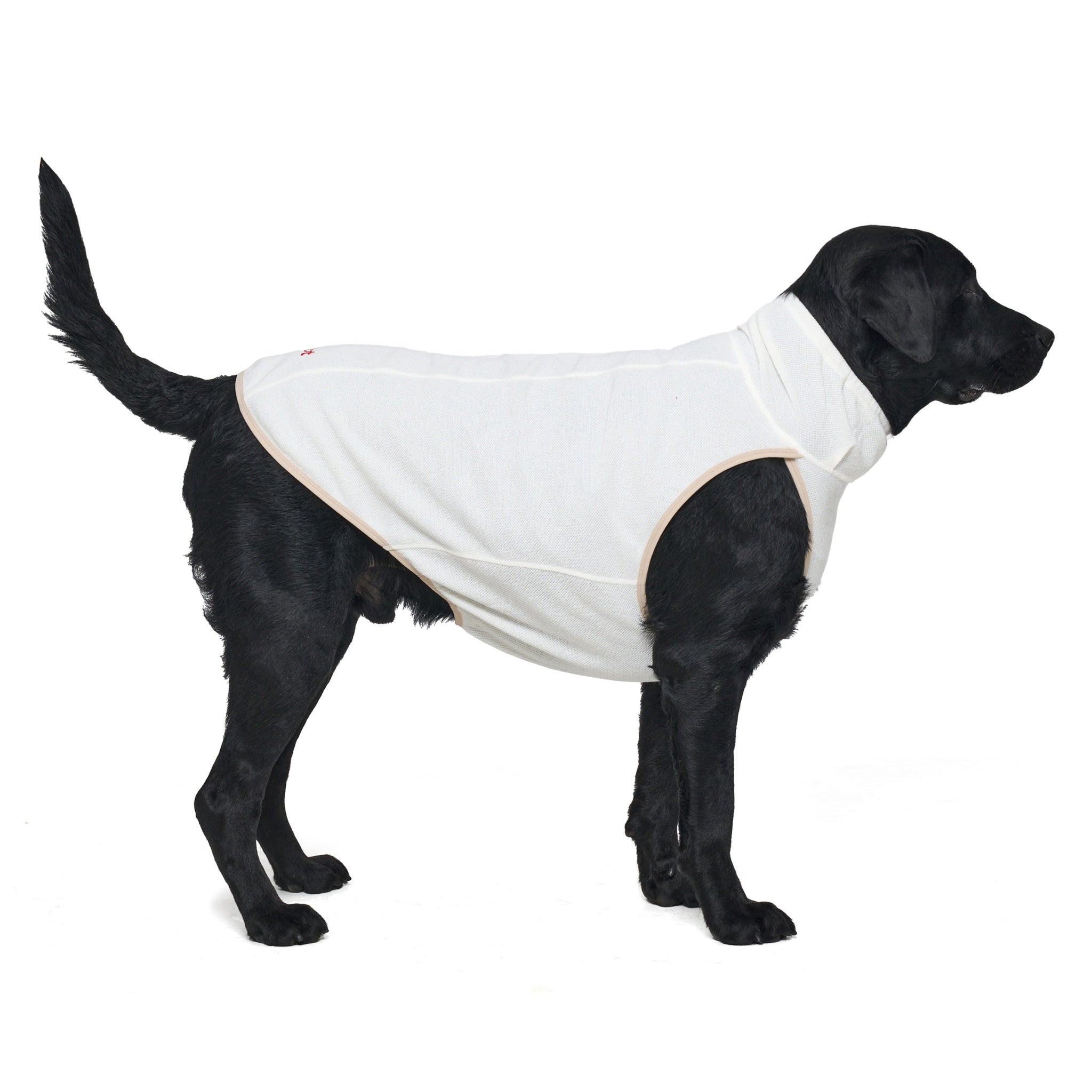 Full side profile of a black Labrador Retriever standing against a white backdrop, wearing the ivory-colored Merlot Shelter Layer dog jacket with light beige contrast trim.