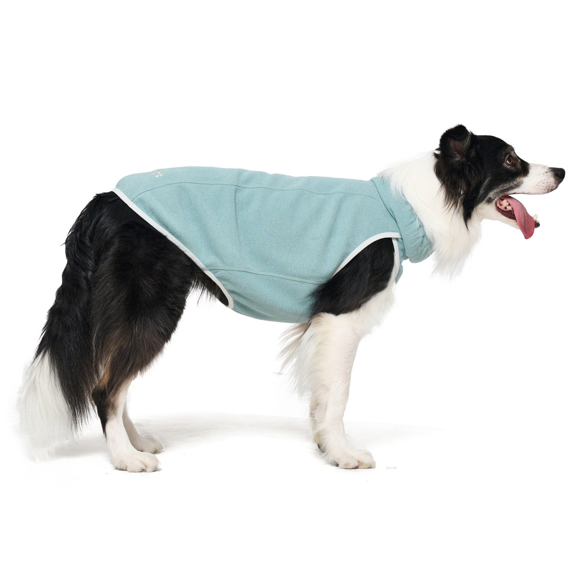 Side profile of a black and white Border Collie standing against a white studio background, wearing the mint green Merlot Shelter Layer dog jacket.