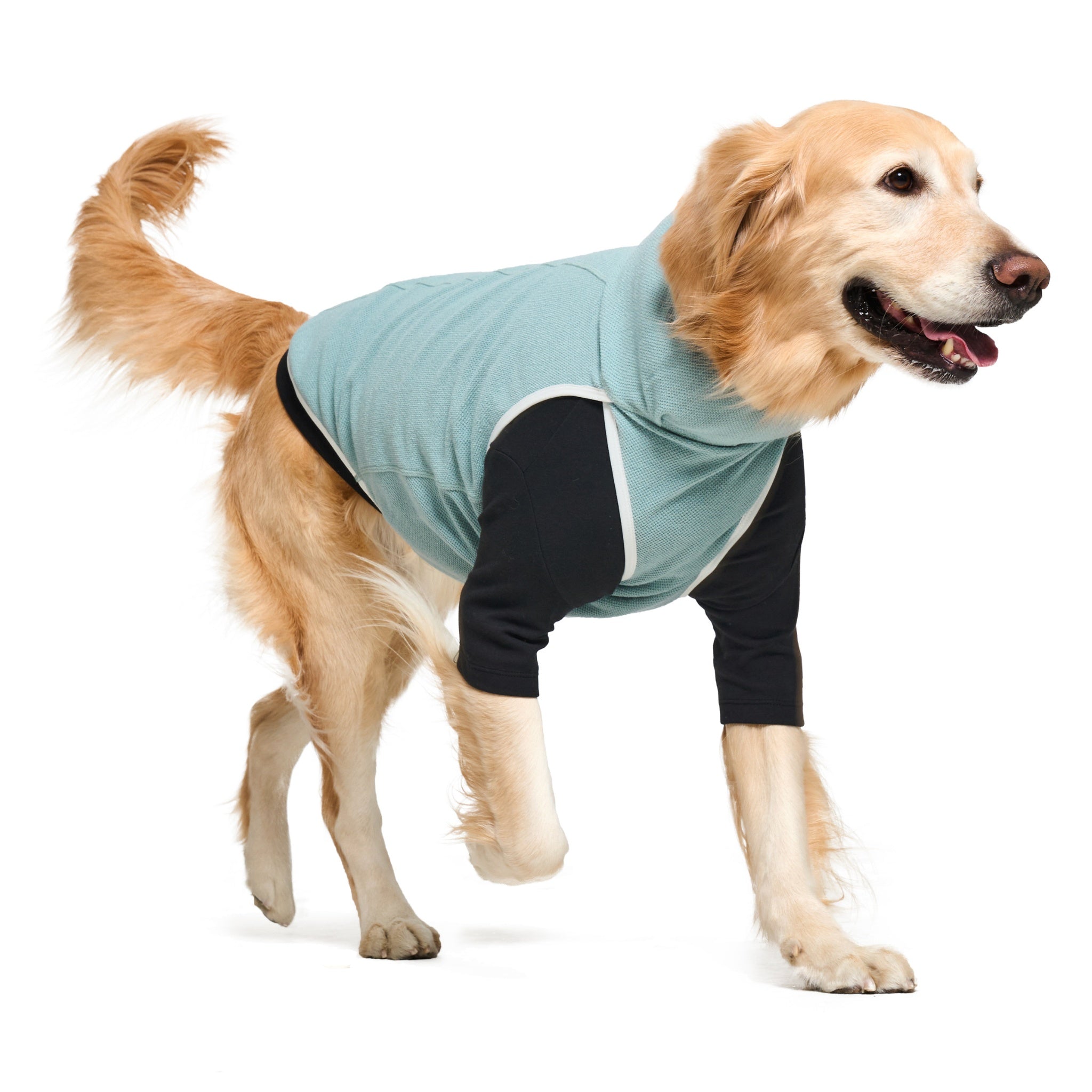 A Golden Retriever standing in profile while wearing the mint green Merlot Shelter Layer jacket layered over a black long-sleeve dog undershirt.