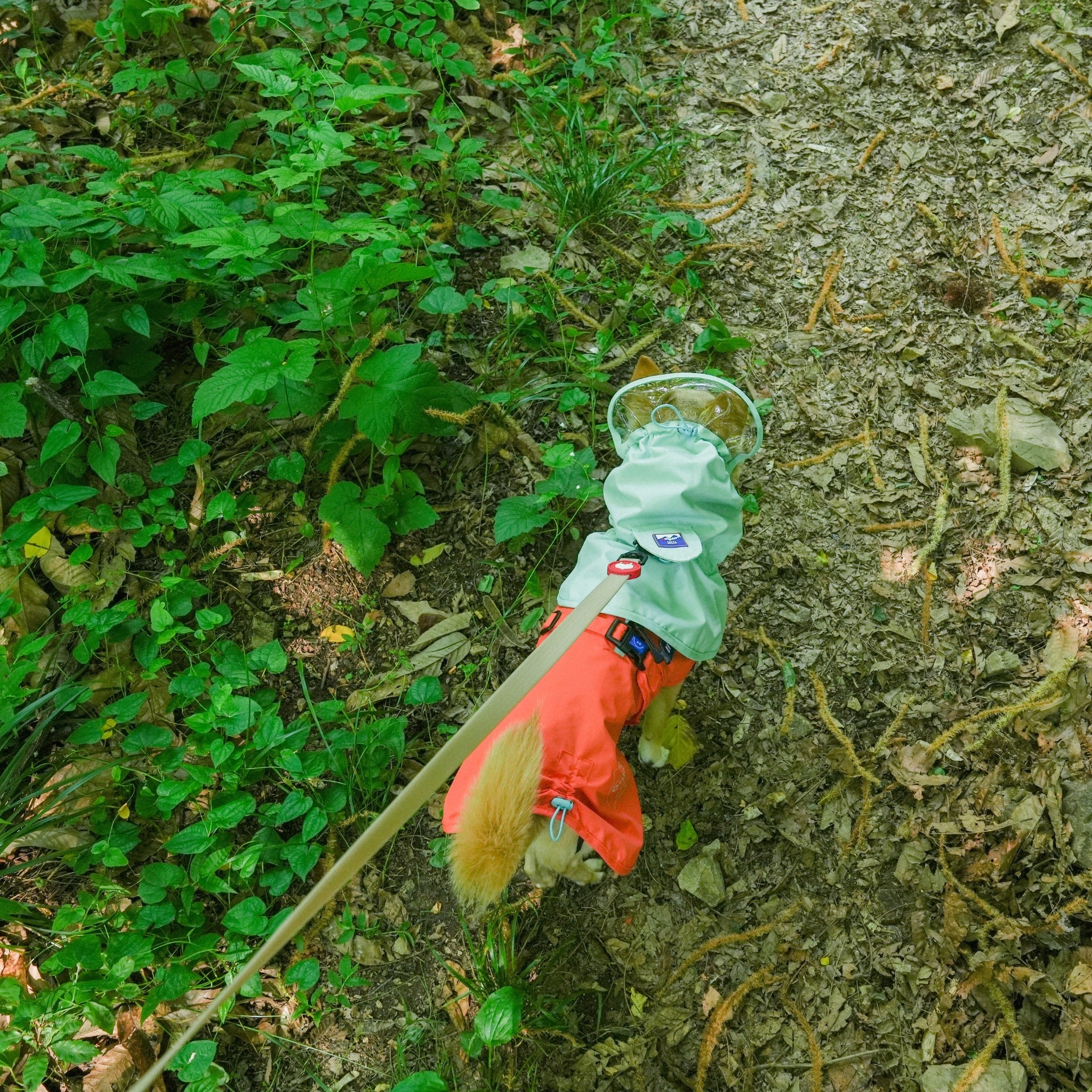 High top-down view of a small dog wearing the orange and mint green weather shield poncho walking on a dirt trail covered in leaves.