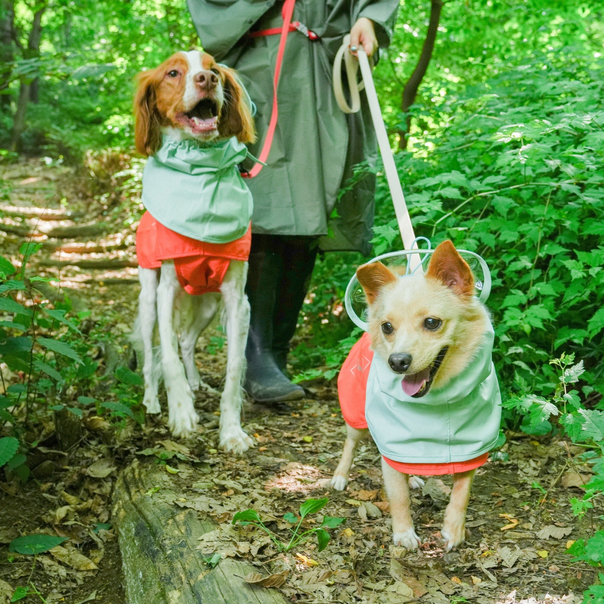 Two dogs wearing orange and mint green protective raincoats walking on a leashed hike through a lush green forest trail with their owner.
