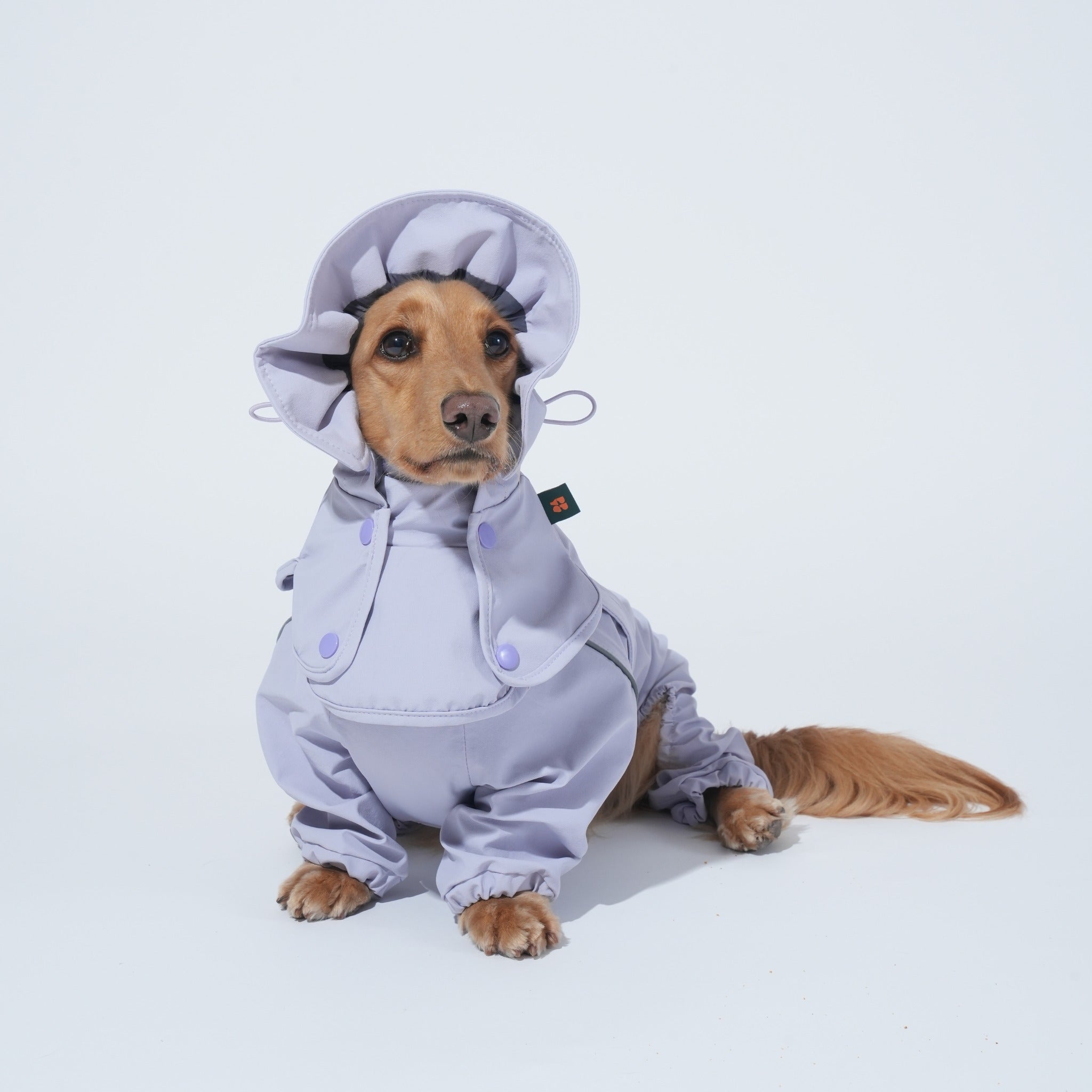 A long-haired dachshund sitting while wearing the lavender Puppy Gallery GO Pro Weather Snood paired with the matching waterproof full-body rain suit for complete face and neck protection.