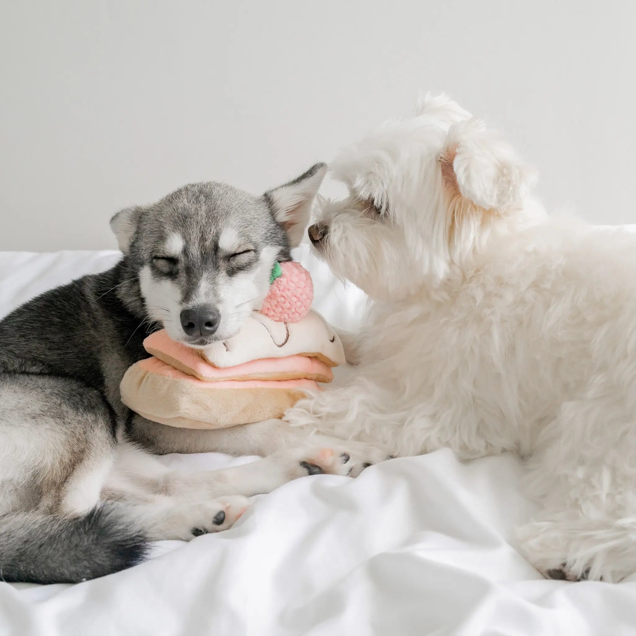 Two small dogs, a grey puppy and a fluffy white Maltese mix, cuddling together on white bedding with the pink and cream strawberry pastry interactive pet toy.