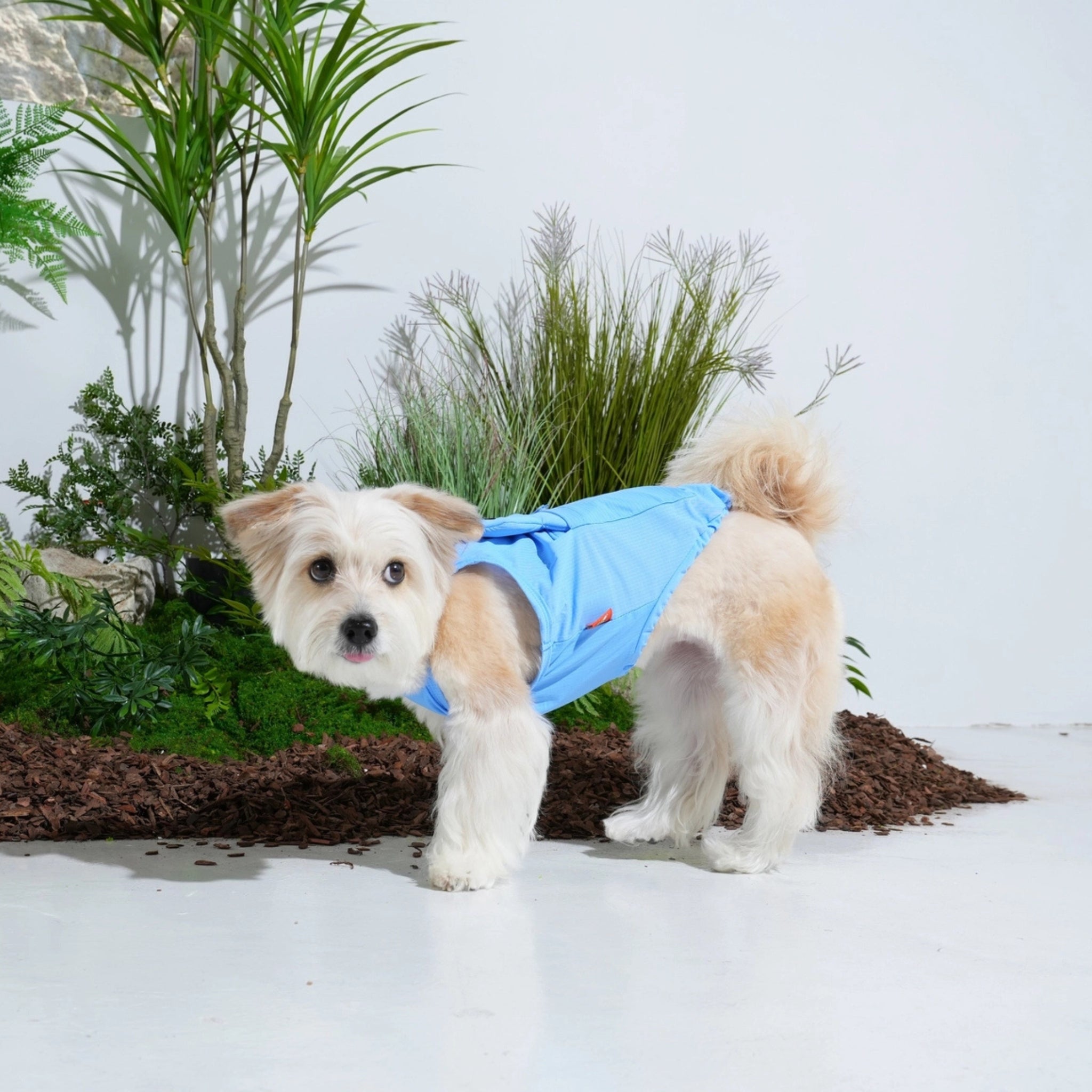 Gilet Rafraîchissant pour Chien – Big Bear Blue