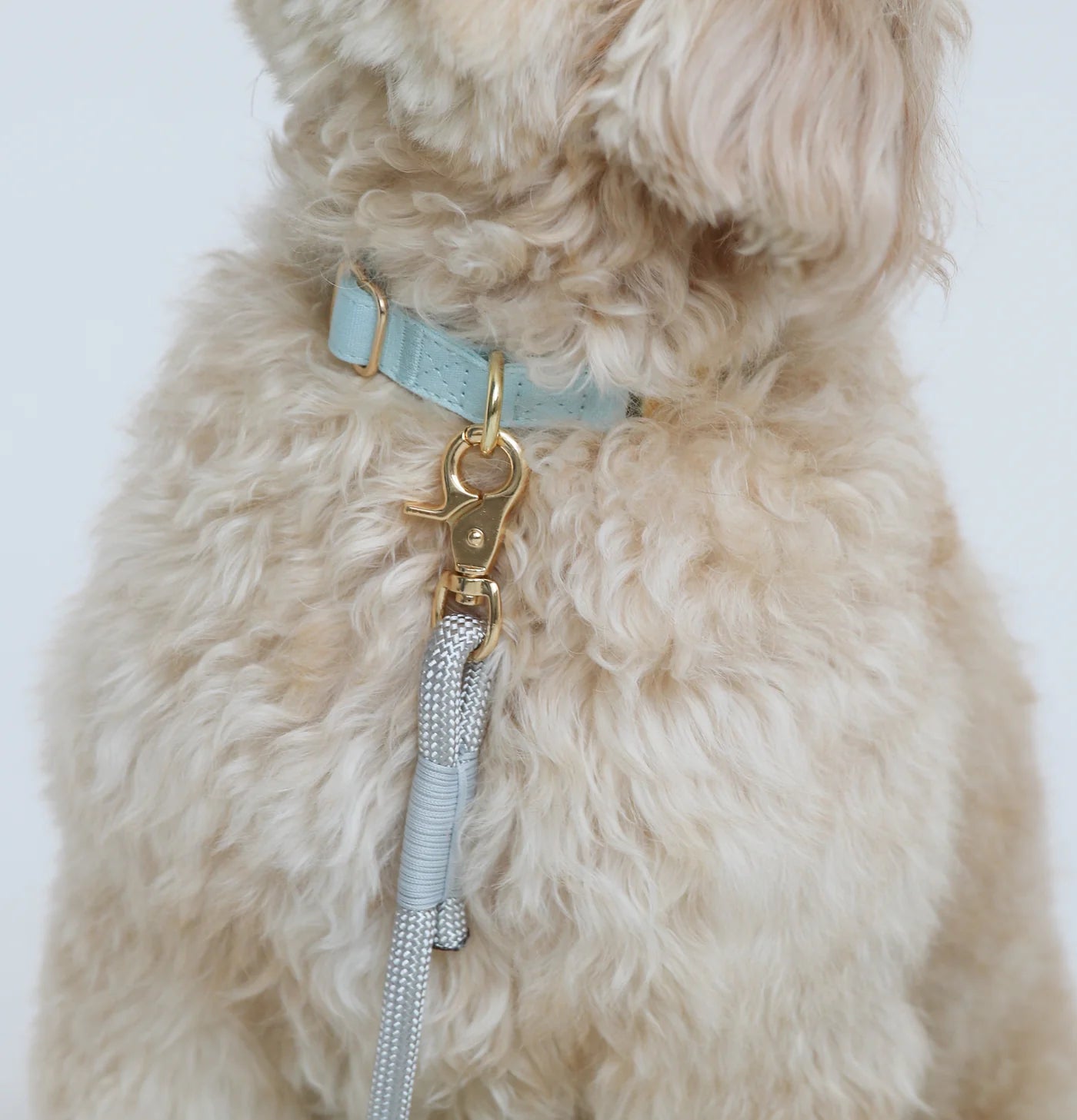 Collier Bleu Pastel Pour Chien