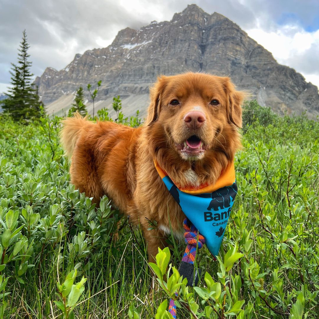 Bandana Banff Pour Chien