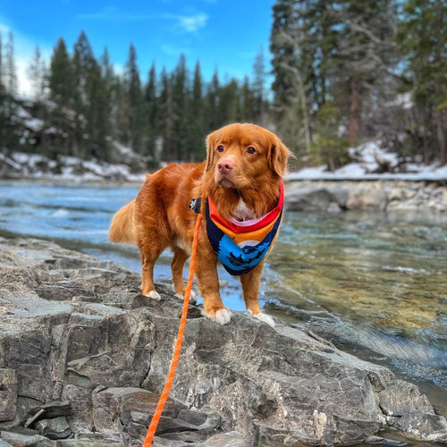 Dog Bandana - Banff