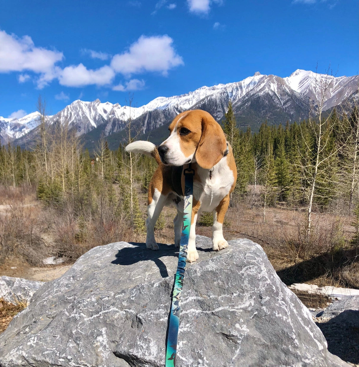 Canmore All Mountain Northern Lights Leash For Dogs