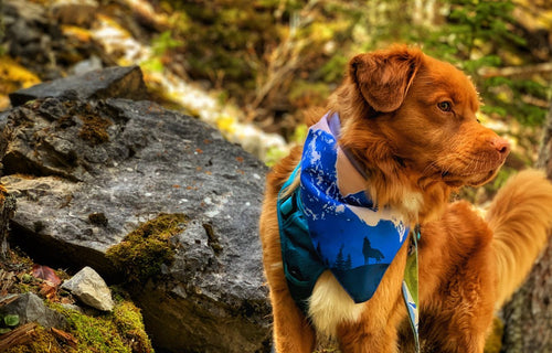 Dog Bandana - Canmore Three Sisters