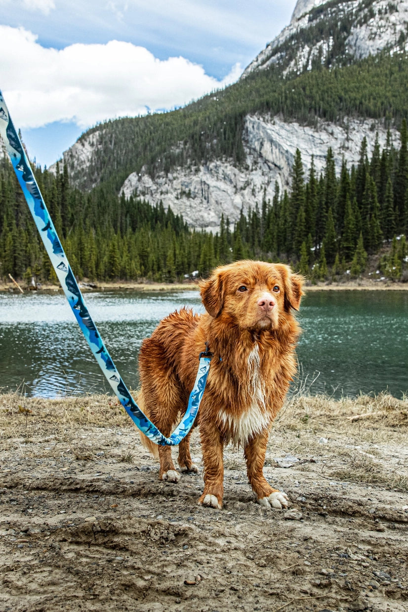 Kootenay All Mountain Winter Leash For Dogs