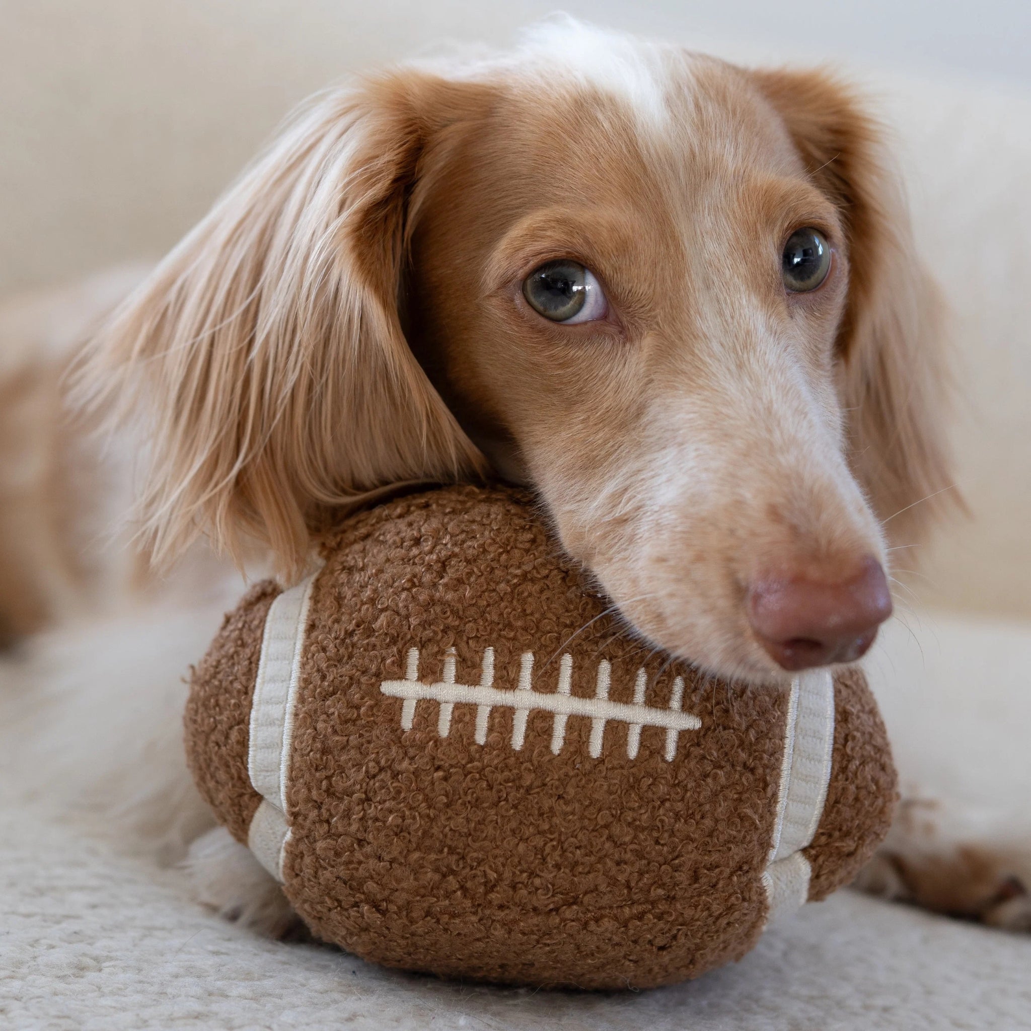 Dachshund resting with the Lambwolf Collective Football plush dog toy