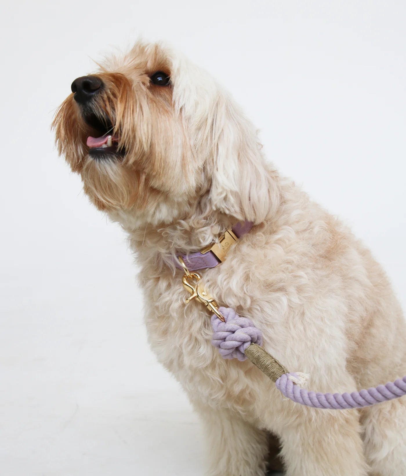 Collier Lavande Pour Chien