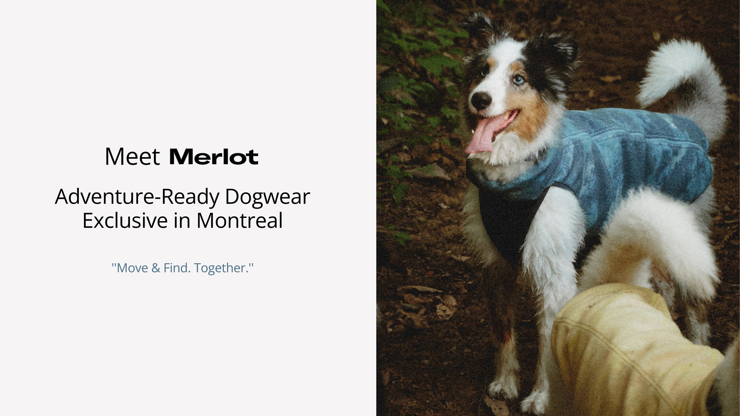 Dog wearing a blue sweater with text about adventure-ready dogwear in Montreal. Merlot Dog Wear 
