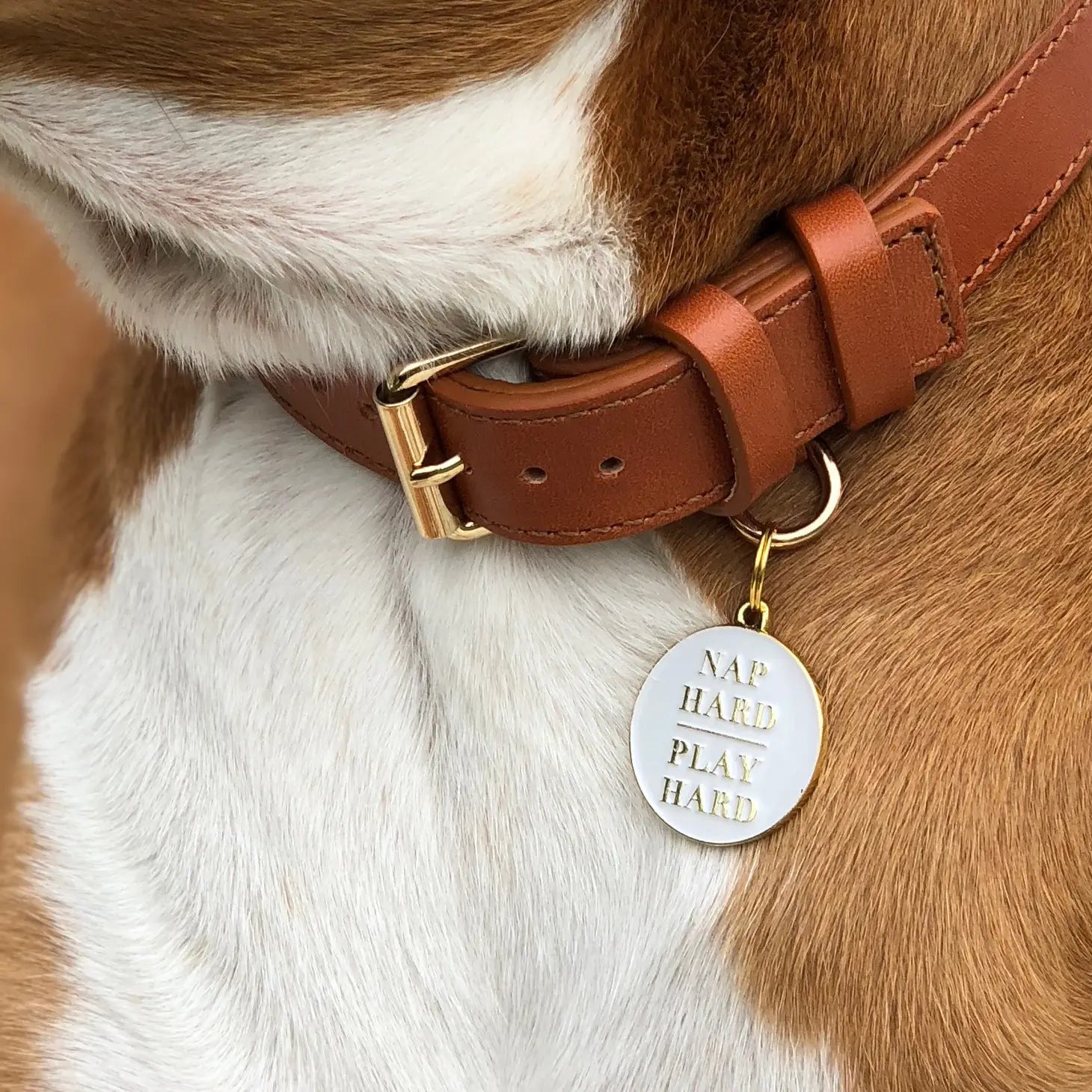 Pet Tag "Nap Hard Play Hard"