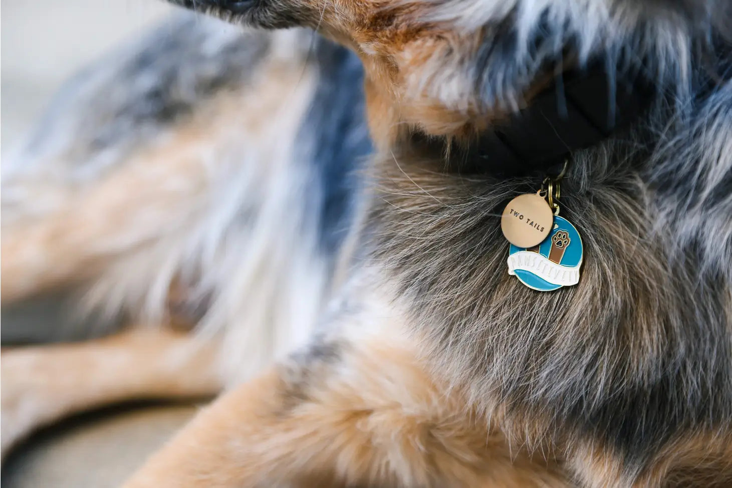 Pet Tag "Pawsitivity"