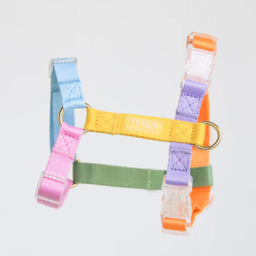 Harnais Arc-En-Ciel Pour Chien