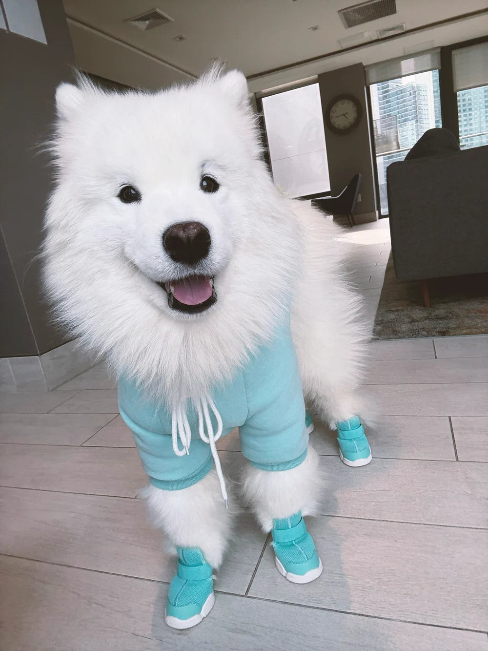 Caesar 1 Sneakers Aqua For Dogs