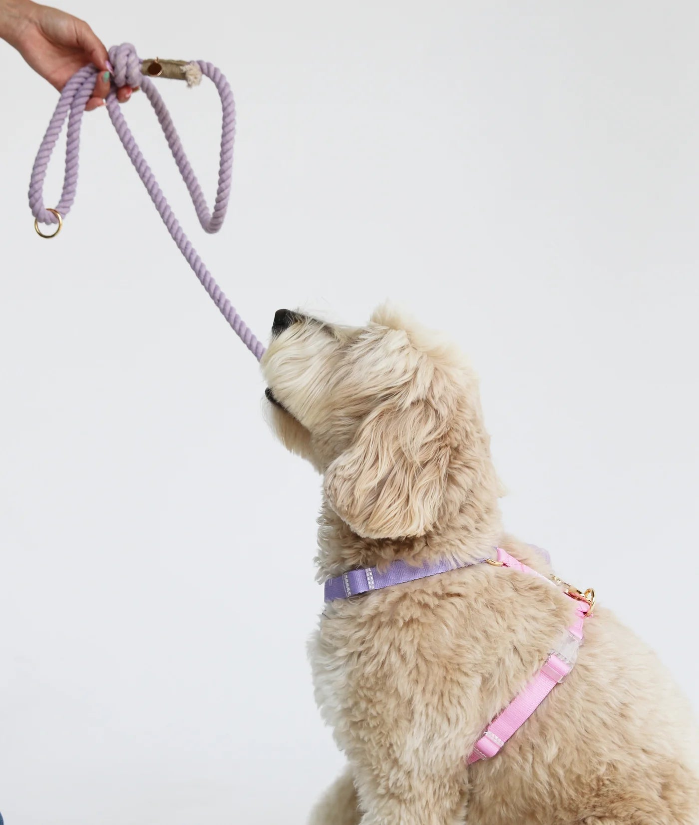 Unicorn - Dog Harness