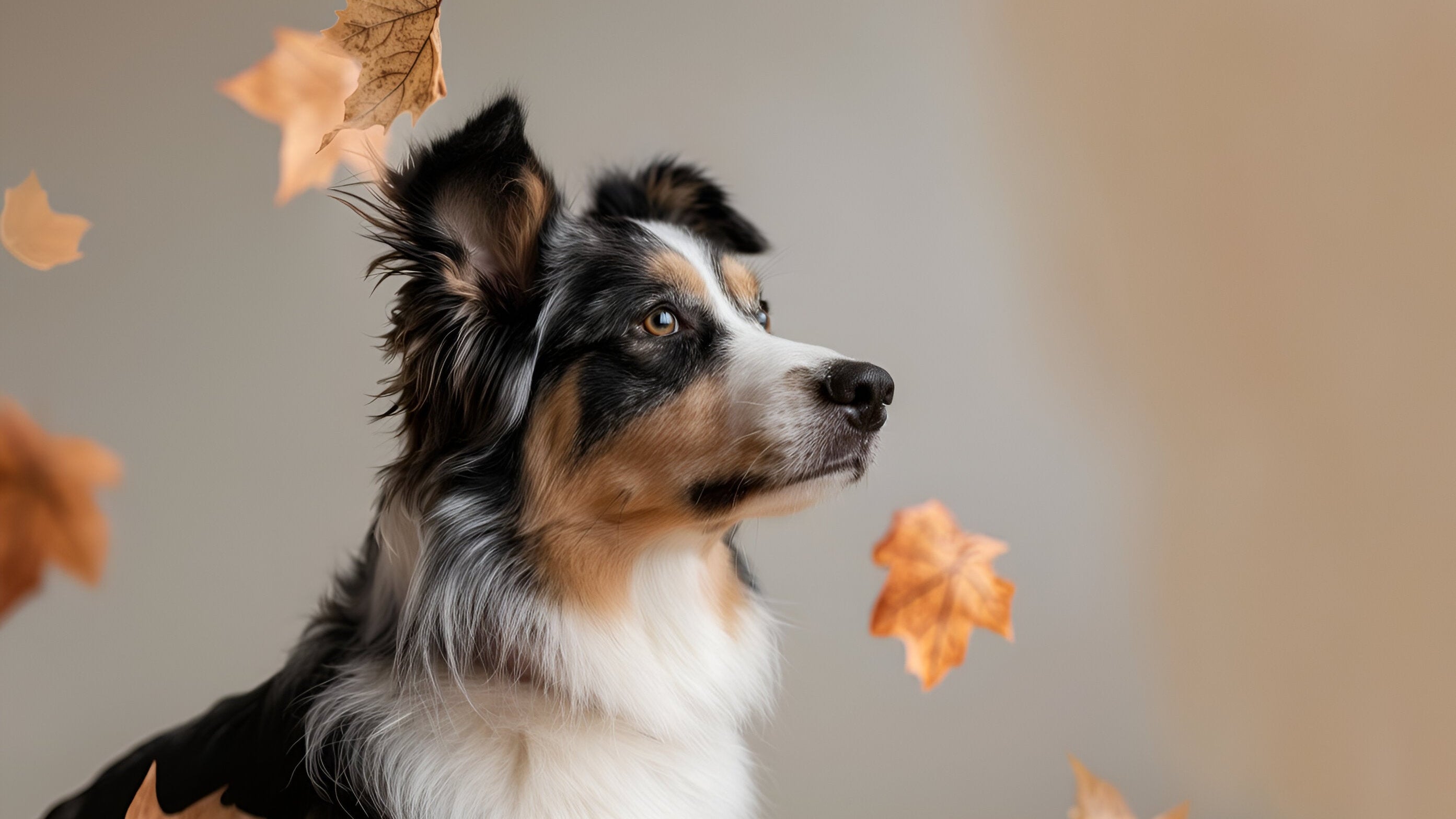 realistic australian shepherd dog studio portrait with beige background and fall leaves