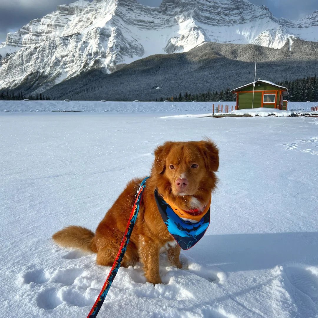 Dog Bandana - Banff - Rocky Mountain Dog - La Maison Mou