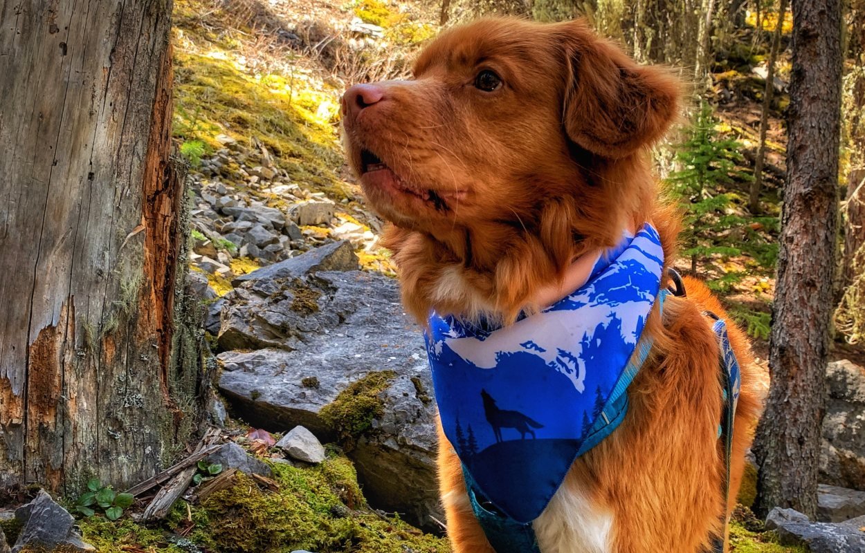 Dog Bandana - Canmore Three Sisters - Rocky Mountain Dog - La Maison Mou