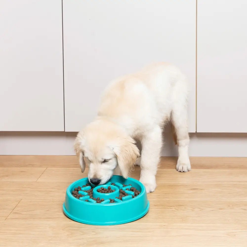 Dog Bowl - Happy Bowl Donut - ZippyPaws - La Maison Mou