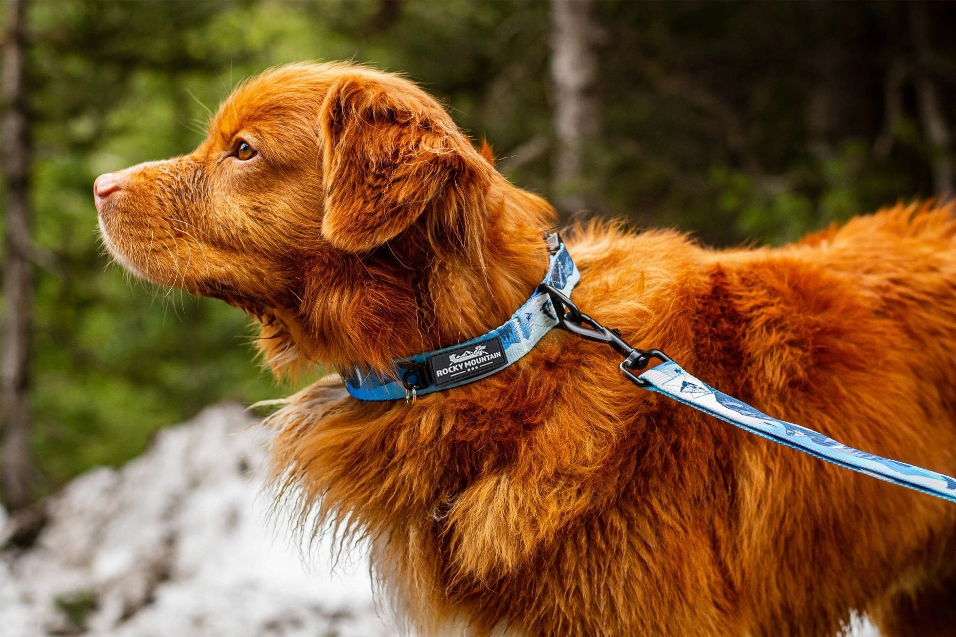 Dog Collar - Kootenay Alpine Winter - Rocky Mountain Dog - La Maison Mou