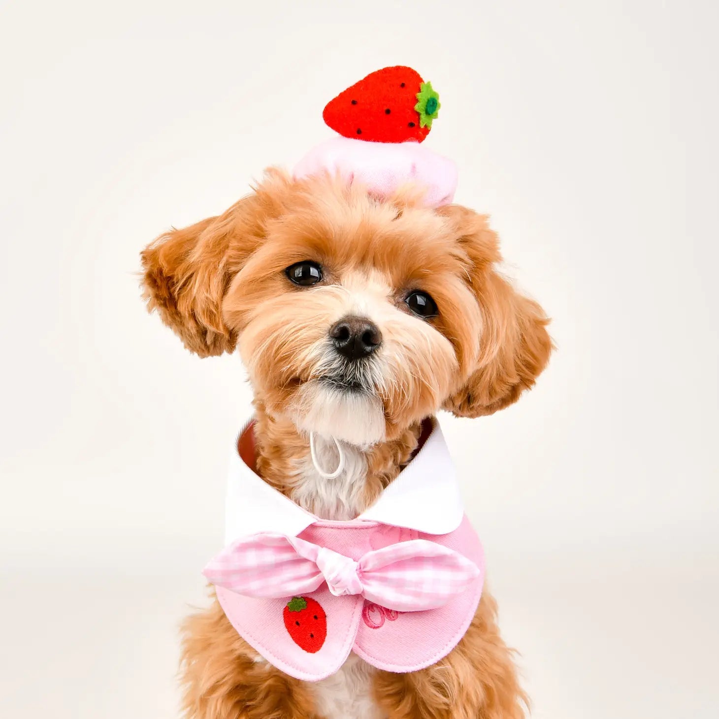 Dog Collar - Scarf Strawberry - Olchi - La Maison Mou