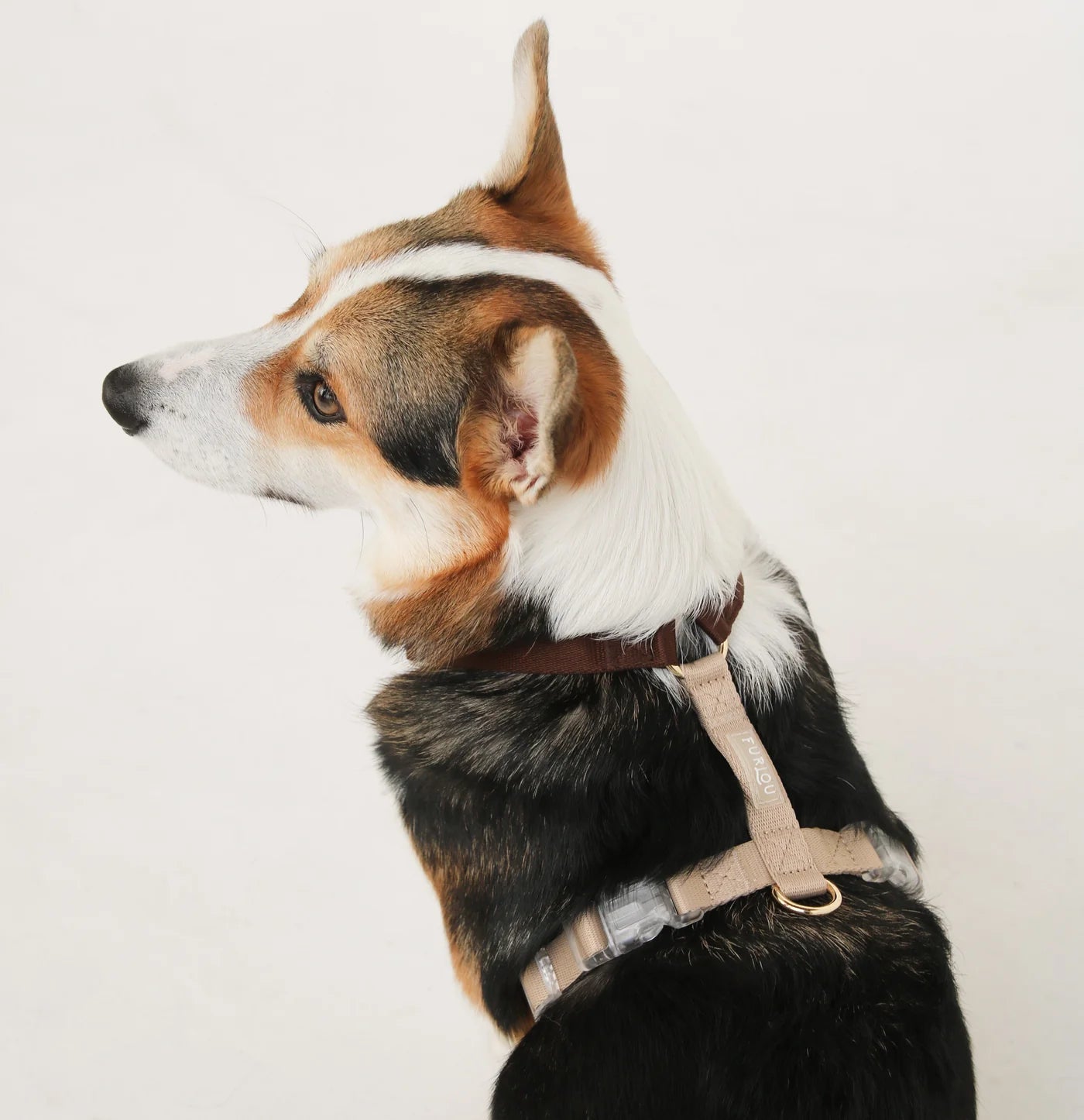 Dog Harness - Puppaccino - Furlou - La Maison Mou