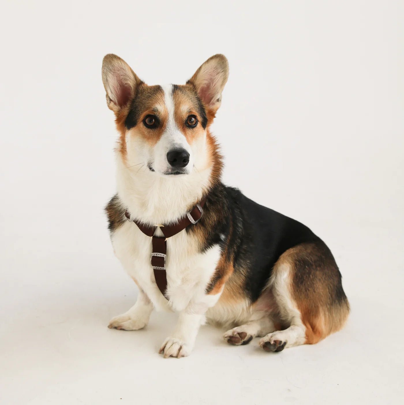 Dog Harness - Puppaccino - Furlou - La Maison Mou
