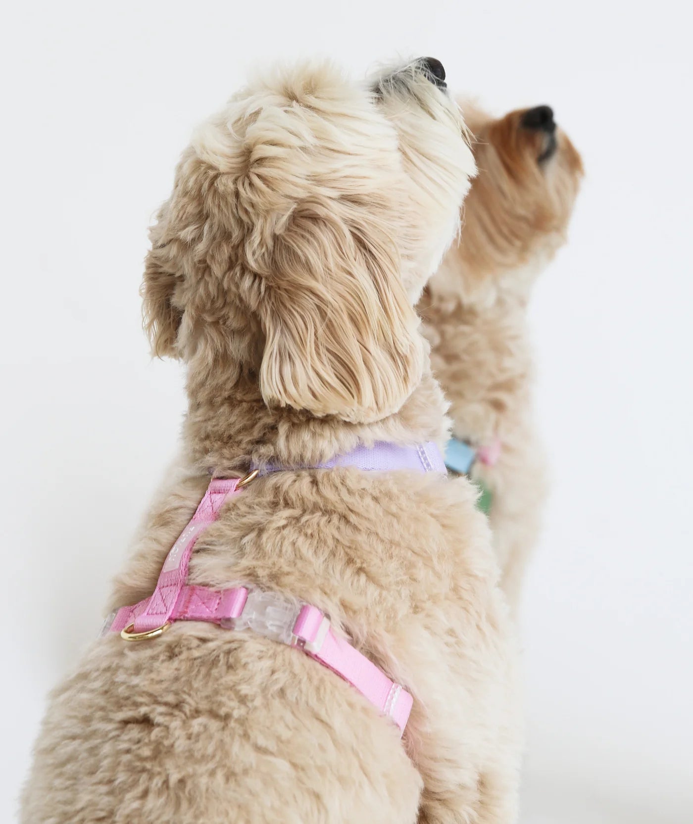 Dog Harness - Unicorn - Furlou - La Maison Mou
