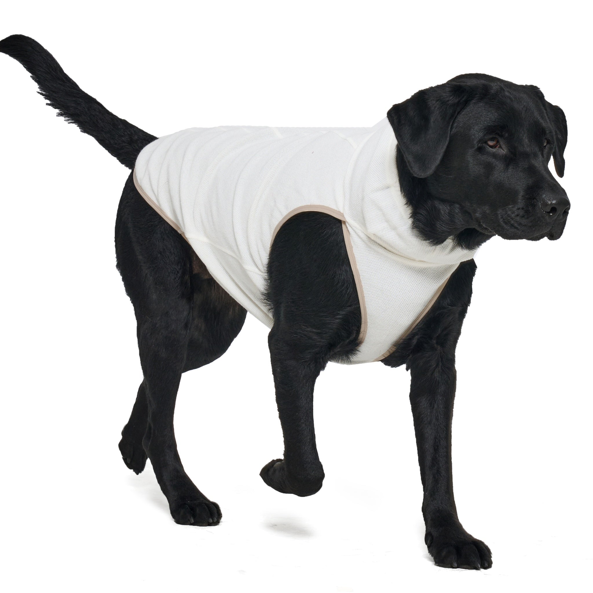 Dog Jacket – Shelter™ Layer Ivory | Merlot - Merlot - La Maison Mou