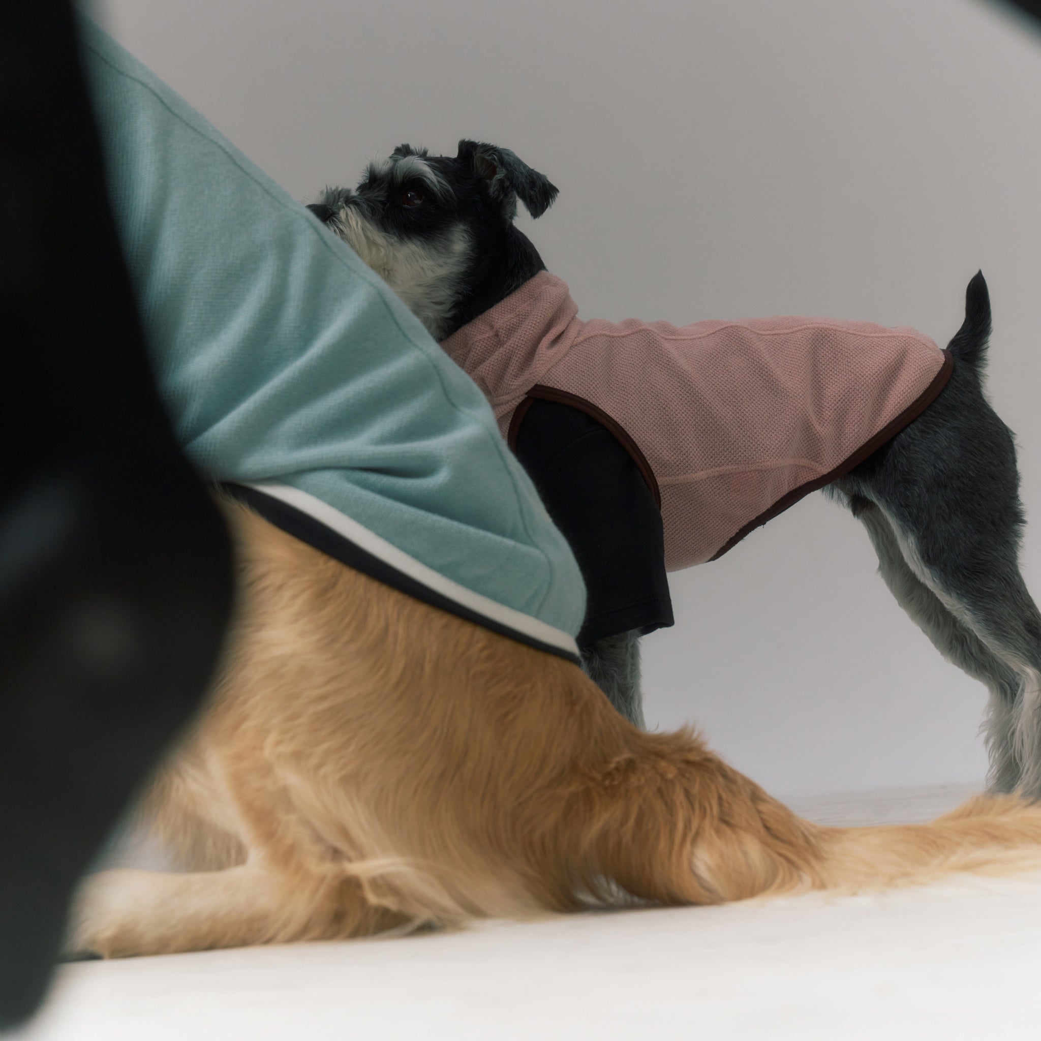 Dog Jacket – Shelter™ Layer Mint - Merlot - La Maison Mou